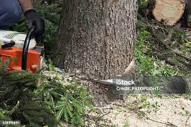 Best Hedge Trimming  in Chester Heights, PA