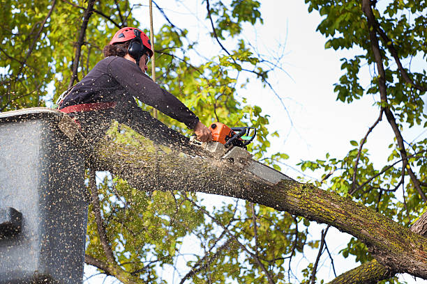 Best Tree Preservation Services  in Chester Heights, PA